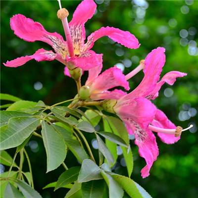 九幽仙君手游下载